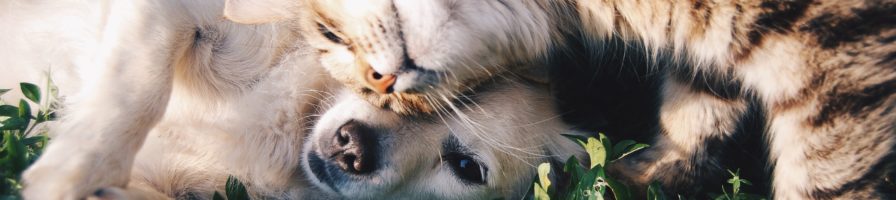 The Growing Trend of ‘Pet Custody’